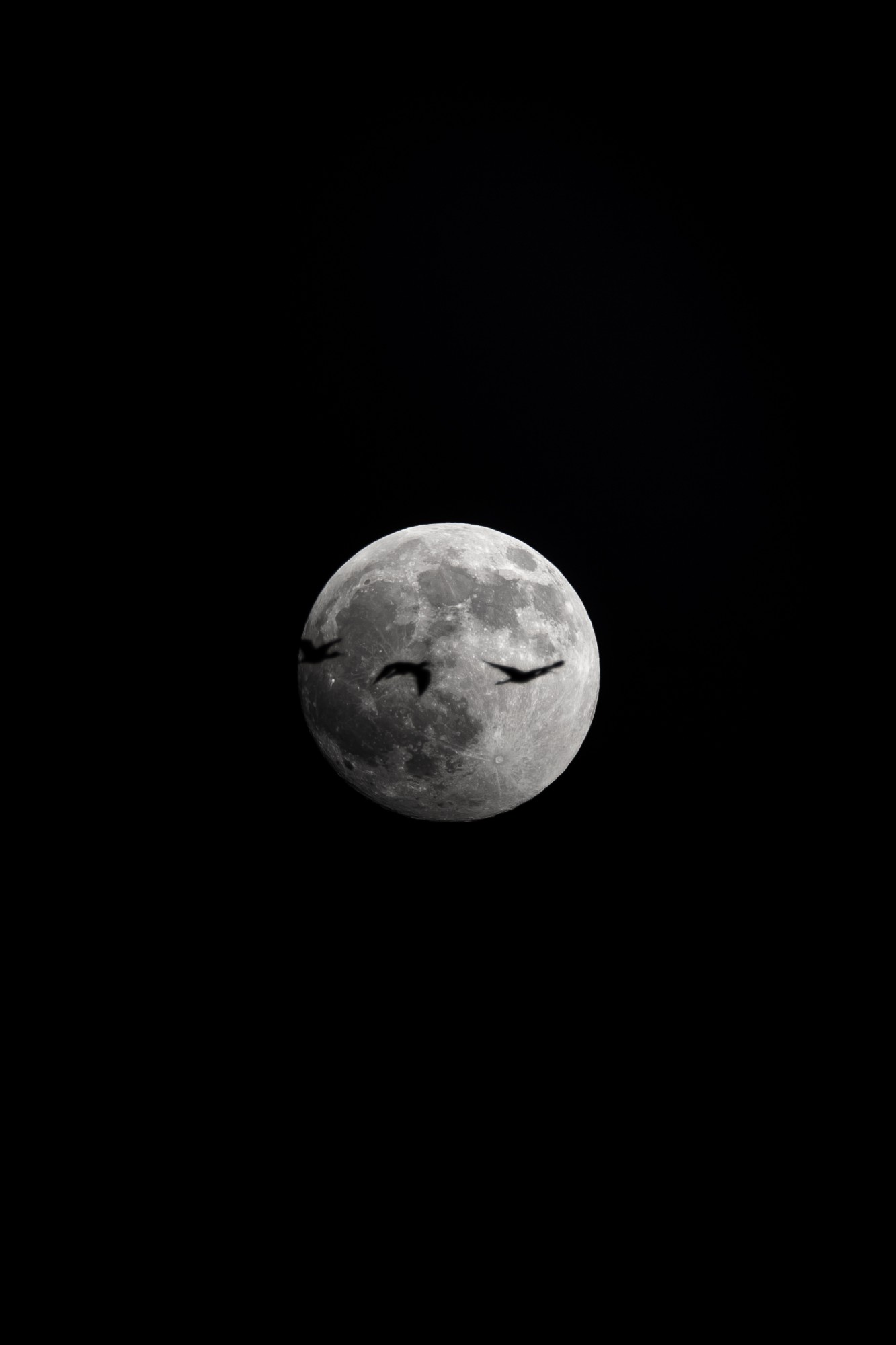 Black-and-white photo of a full moon with three birds flying across it