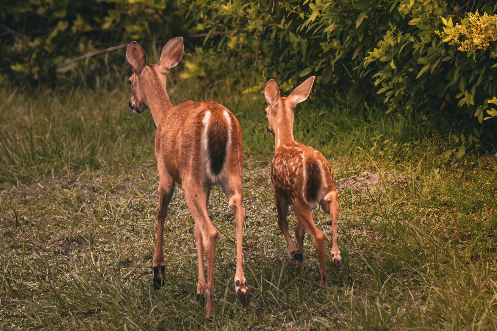 Two spotted fawns walking away through grass